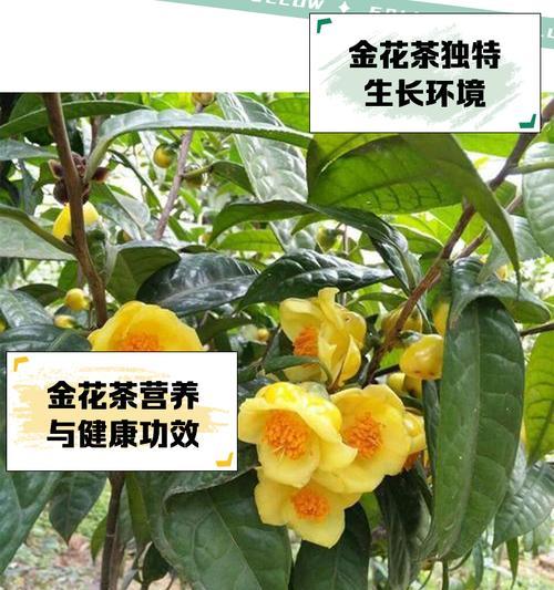 金花茶的种植技巧是什么？如何确保金花茶良好生长？