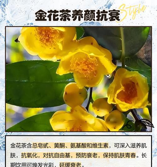 金花茶的种植技巧是什么？如何确保金花茶良好生长？