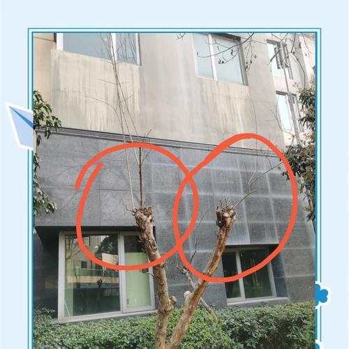 冬季绿化养护为何重要？如何进行有效的冬季养护？