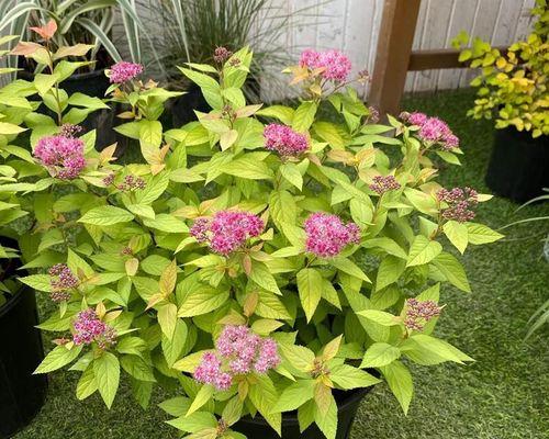 金山绣线菊的种植步骤是什么？