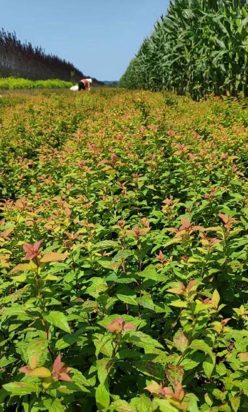 金山绣线菊的种植步骤是什么？
