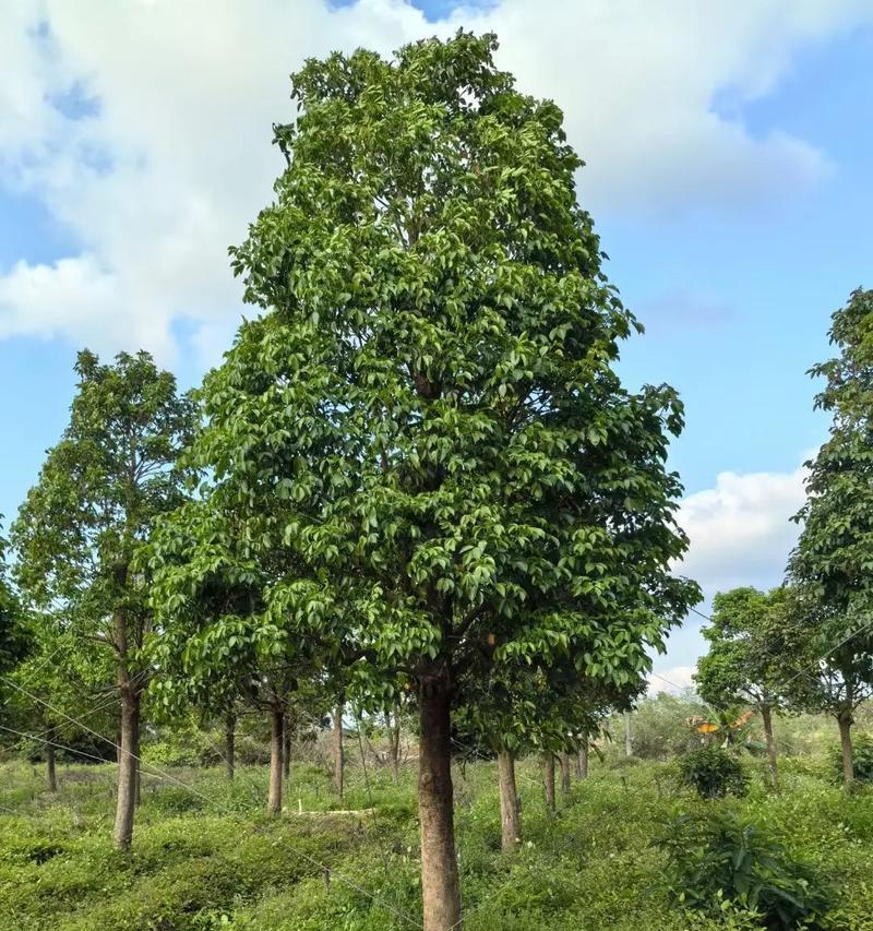 秋枫如何种植？种植秋枫有哪些常见问题？