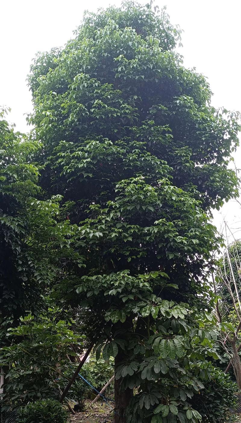 秋枫如何种植？种植秋枫有哪些常见问题？