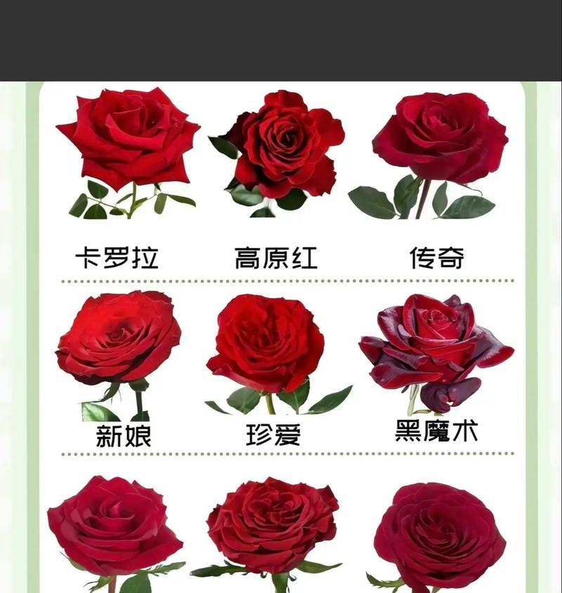 239朵玫瑰花代表什么意思？玫瑰花数量与意义的关系是什么？