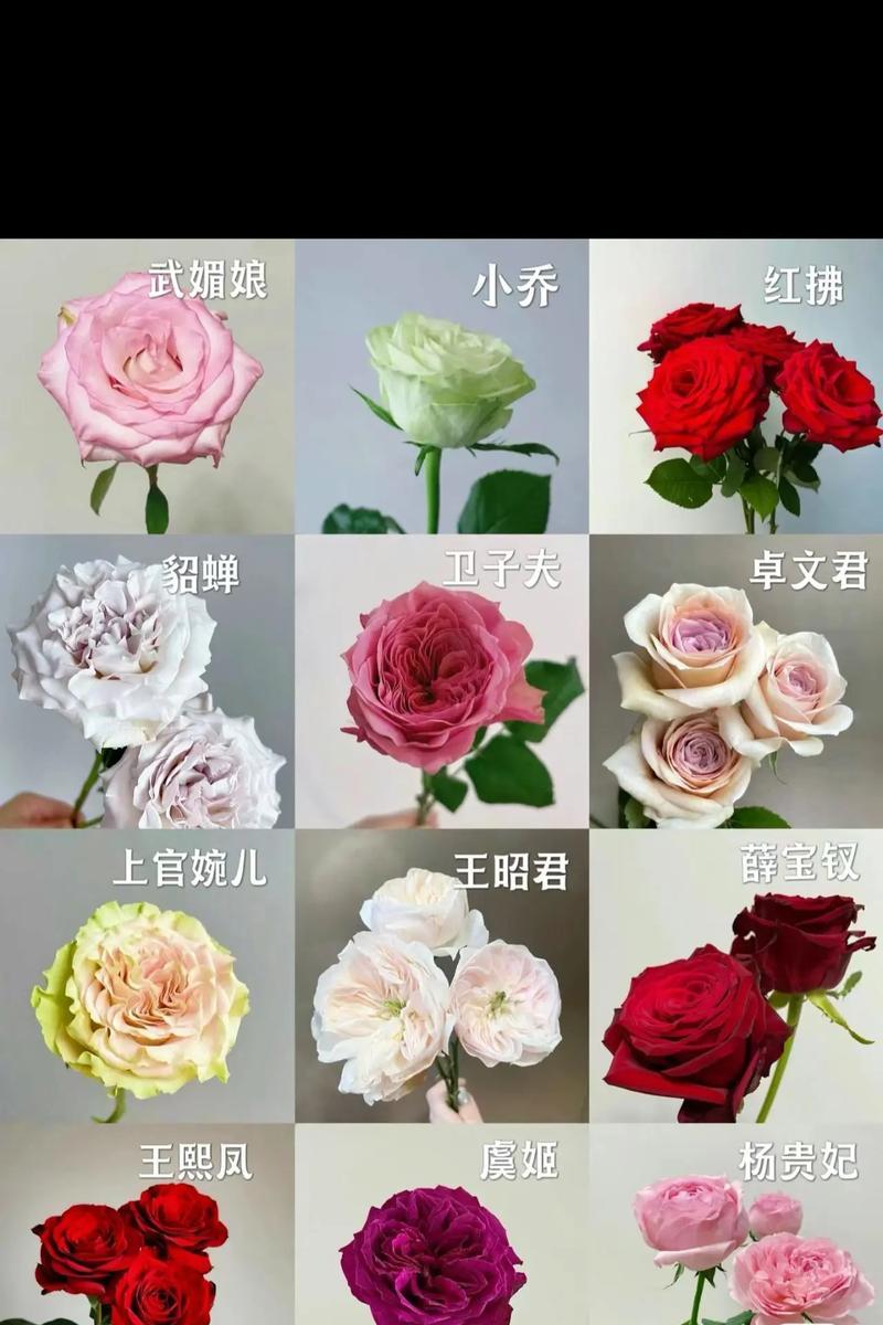 239朵玫瑰花代表什么意思？玫瑰花数量与意义的关系是什么？