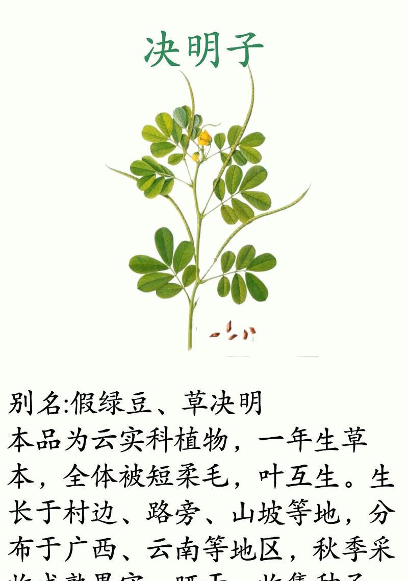 决明子是一年生还是多年生植物？如何种植？