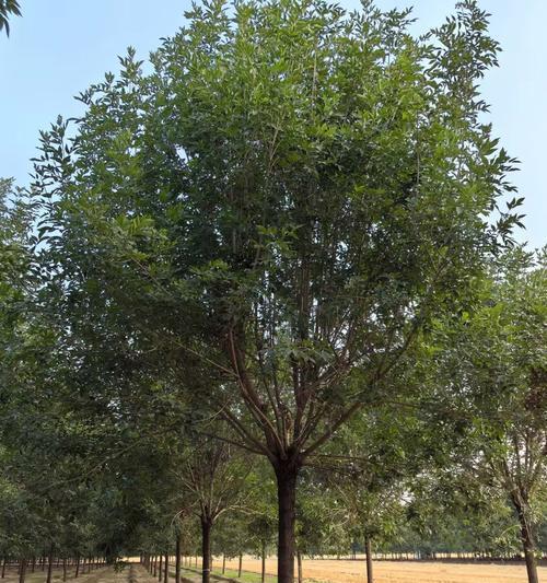 白腊种植需要注意哪些问题？
