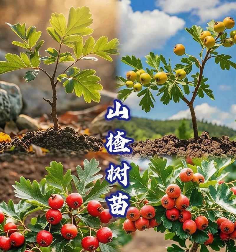 山楂树种植需要注意什么？如何提高成活率？