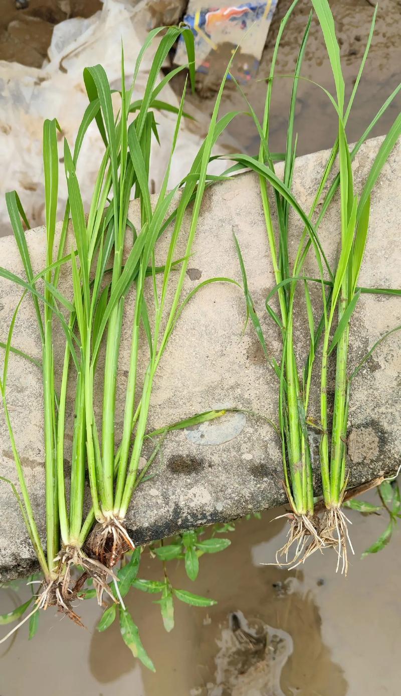 湖南稗子如何种植？种植湖南稗子有哪些常见问题？