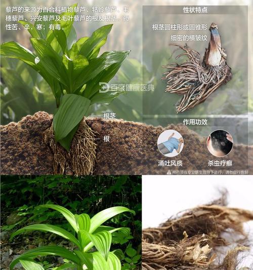 藜芦如何种植？种植过程中有哪些要点？