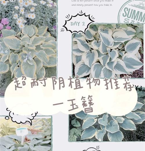 玉簪怎样种植？种植时有哪些技巧？