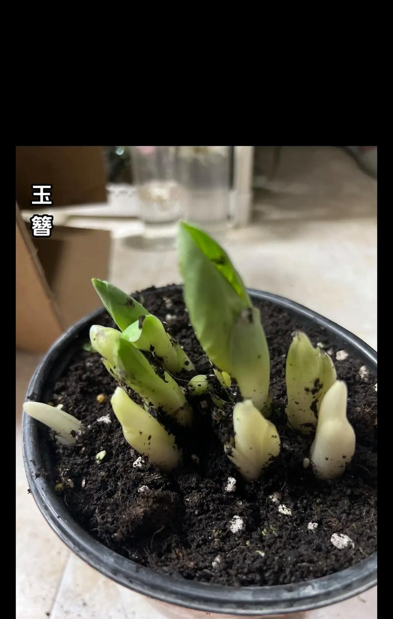 玉簪怎样种植？种植时有哪些技巧？