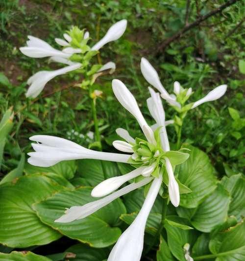 玉簪怎样种植？种植时有哪些技巧？