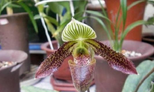 彩云兜兰怎么种？种植过程中需要注意什么？