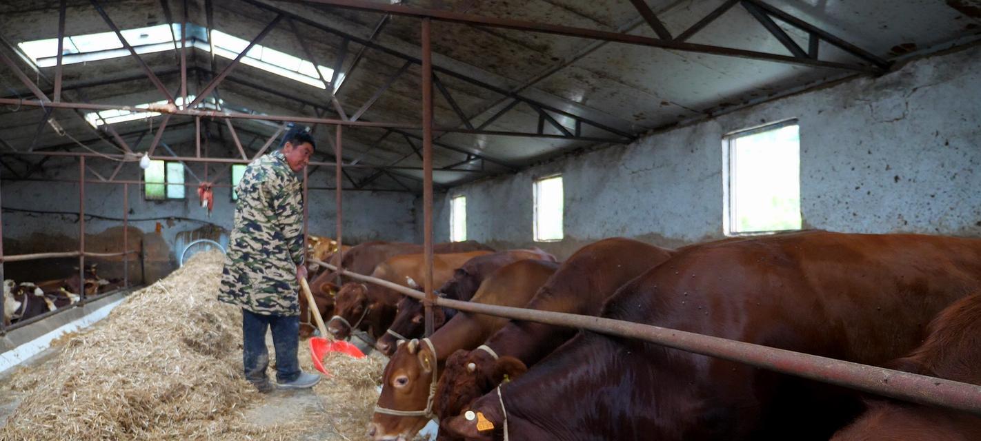 草原上牧民最多养多少头牛？养牛数量对草原生态的影响是什么？