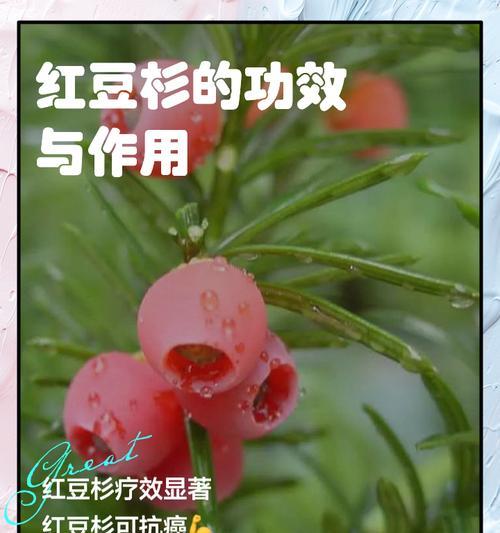 南方红豆杉如何种植？有哪些注意事项？