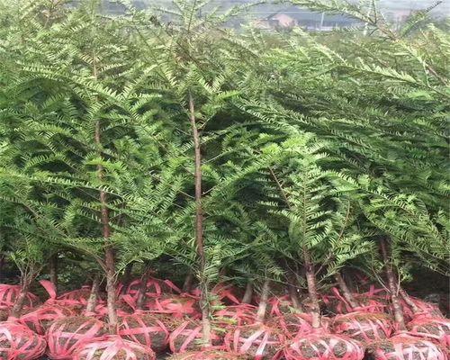 南方红豆杉如何种植？有哪些注意事项？
