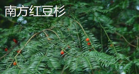 南方红豆杉如何种植？有哪些注意事项？