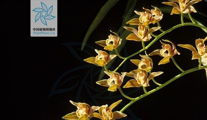 黄蝉兰怎么种？了解黄蝉兰的种植要点！