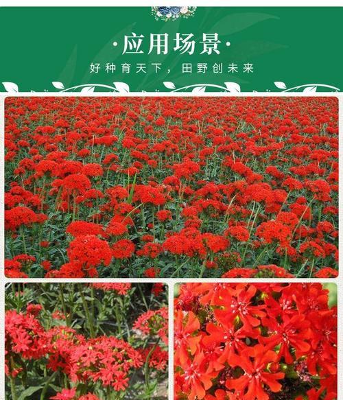 剪秋罗花种植需要注意哪些事项？如何促进其开花？