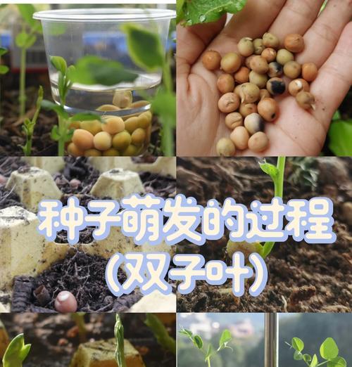 大麦种子怎么种植？种植大麦种子的正确方法是什么？