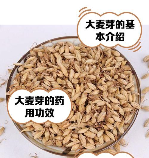 大麦种子怎么种植？种植大麦种子的正确方法是什么？