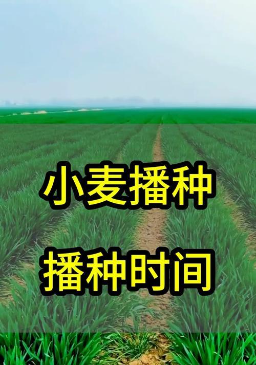 大麦种子怎么种植？种植大麦种子的正确方法是什么？
