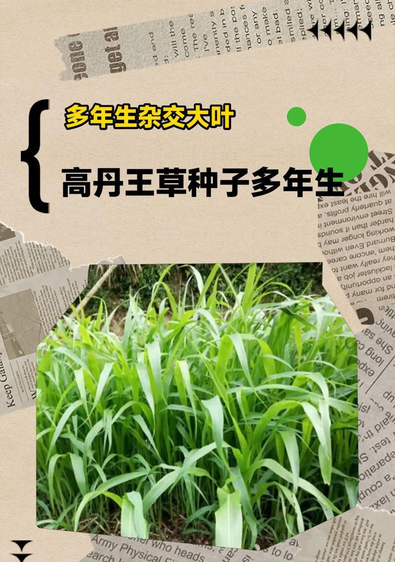 高丹草长到多高可以收割？收割的最佳时机是什么时候？