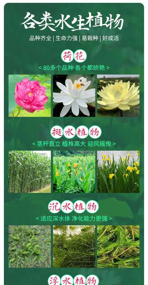 梭鱼草怎么种植？种植时有哪些技巧？