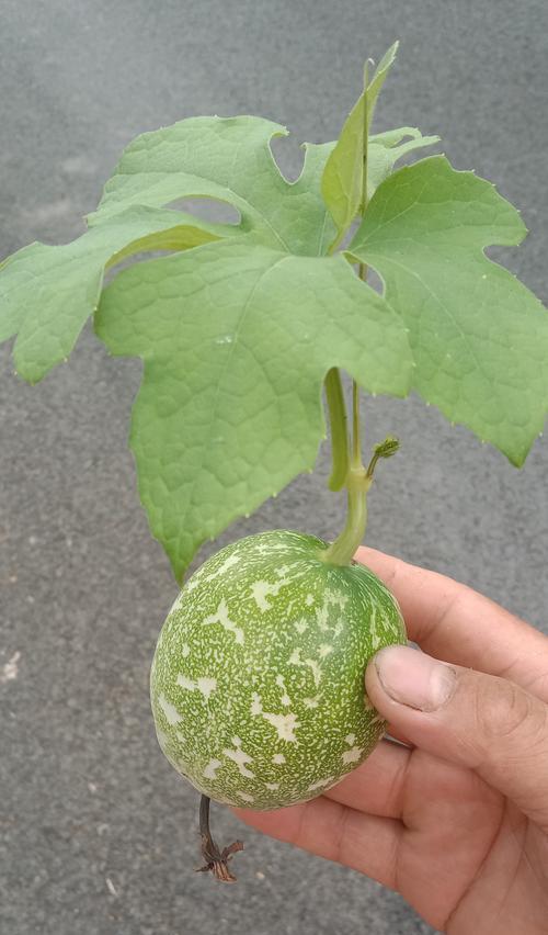 瓜蒌什么时候采摘最好？如何判断采摘的最佳时机？