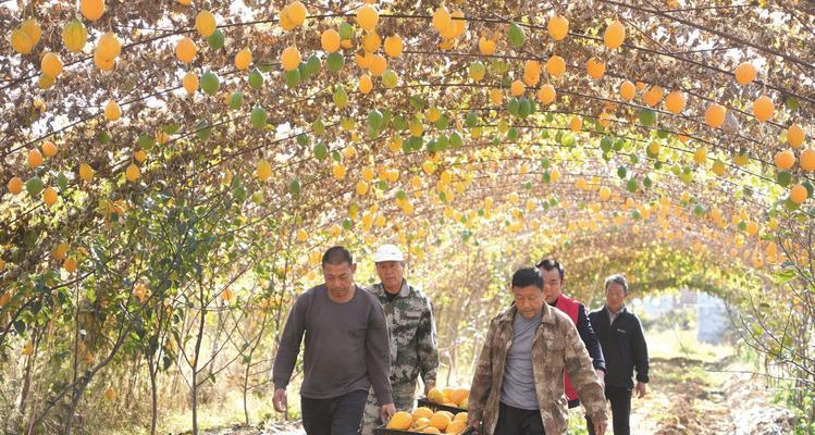 瓜蒌什么时候采摘最好？如何判断采摘的最佳时机？