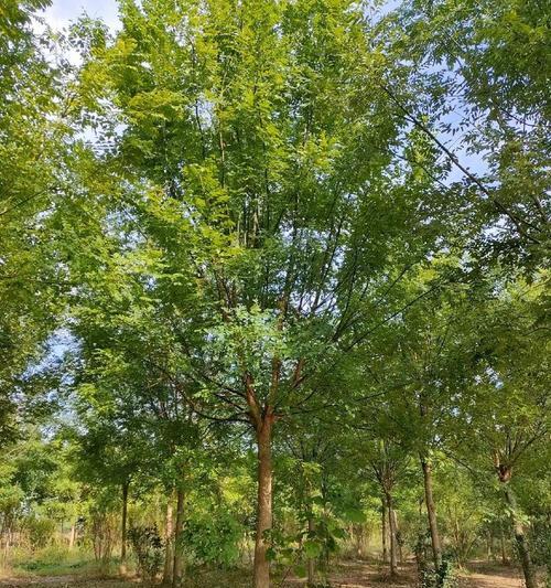 槐树怎么种植？槐树种植需要注意哪些问题？