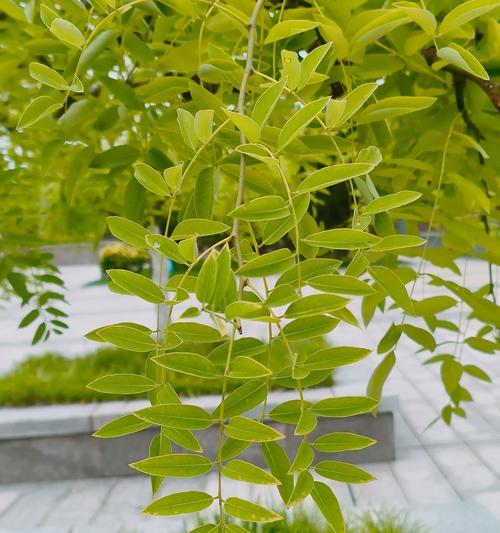 槐树怎么种植？槐树种植需要注意哪些问题？