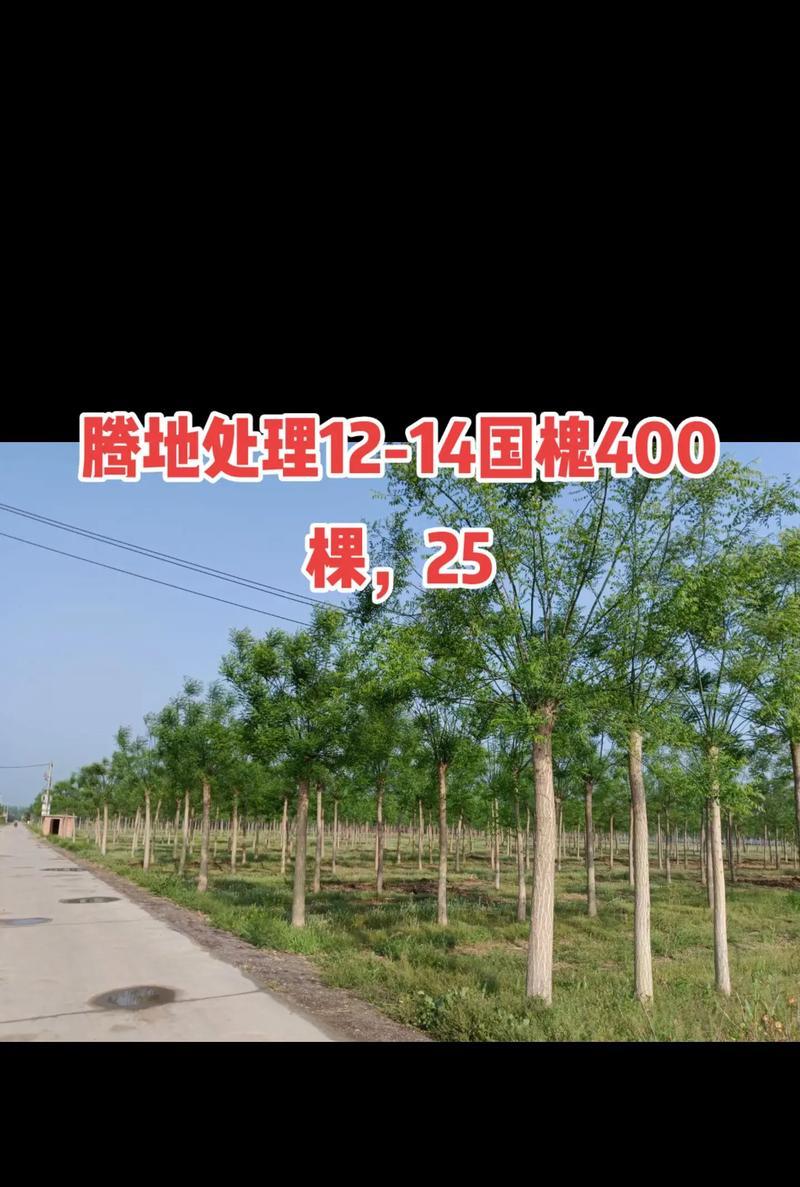 槐树怎么种植？槐树种植需要注意哪些问题？