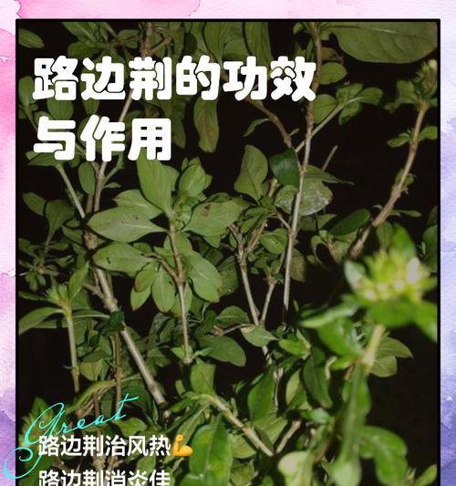 银荆的种植步骤有哪些？如何确保成活率？