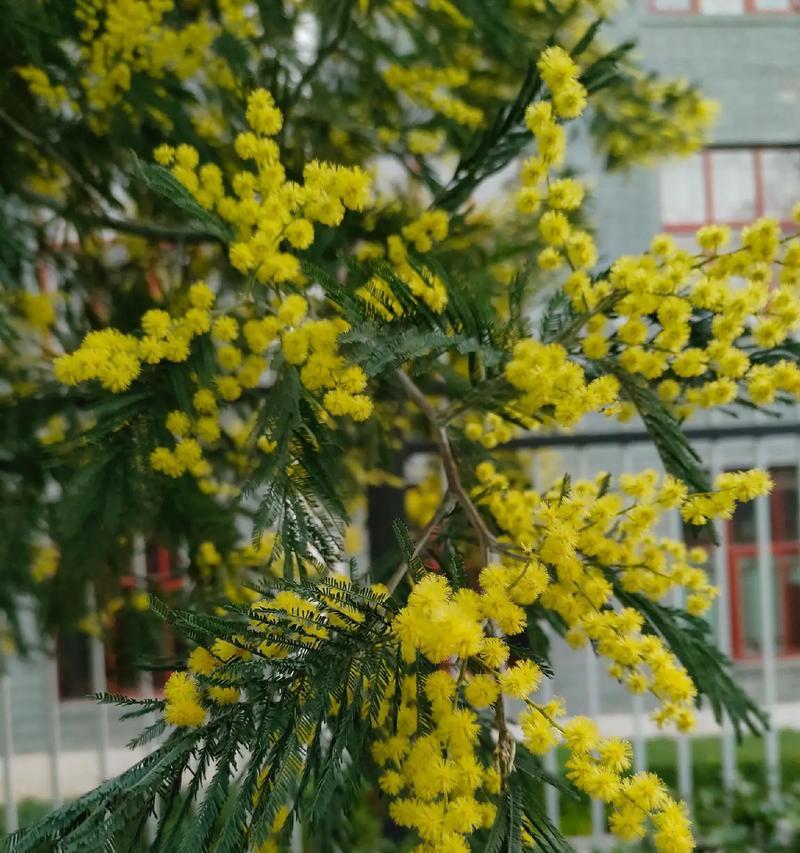 银荆的种植步骤有哪些？如何确保成活率？