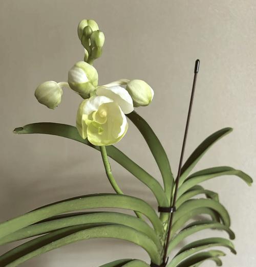 白花万代兰如何种植？种植白花万代兰有哪些技巧？