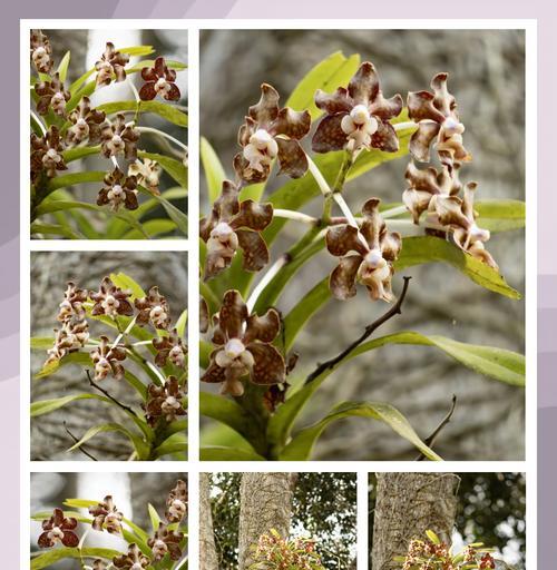 白花万代兰如何种植？种植白花万代兰有哪些技巧？