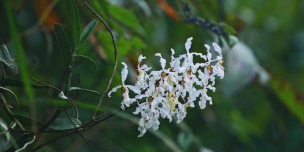 白花万代兰如何种植？种植白花万代兰有哪些技巧？