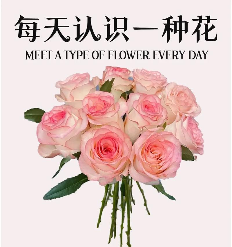 373朵玫瑰代表什么意思？