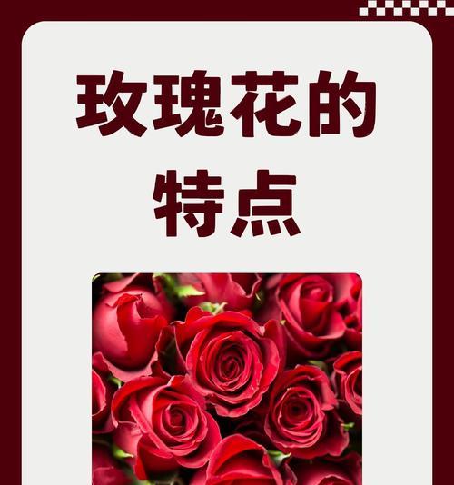 燃烧的玫瑰花代表什么情感？