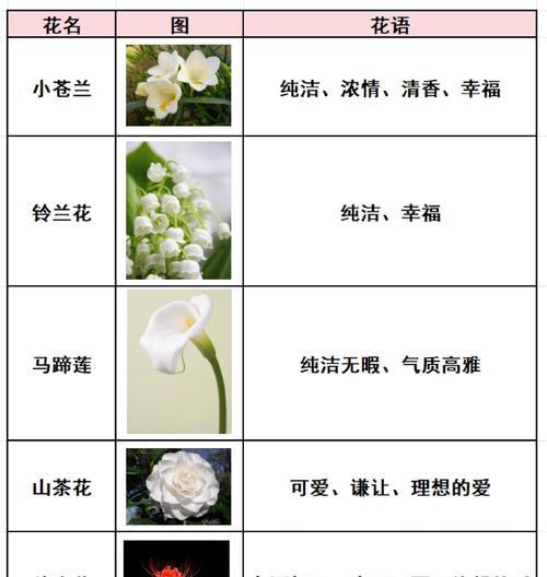 郁金花的寓意是什么？花语有何特别之处？