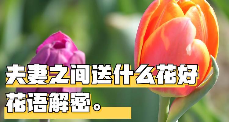 郁金花的寓意是什么？花语有何特别之处？