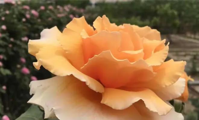 少些辛苦多些幸福的花语有何寓意？