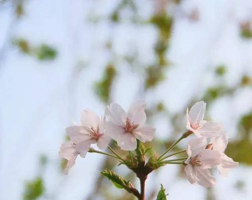 少些辛苦多些幸福的花语有何寓意？