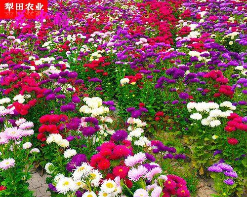 菊种子的花语有何含义？菊种子适合在什么场合使用？