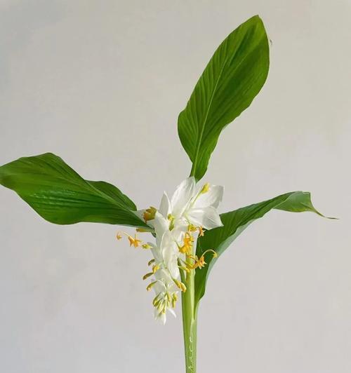 姜花的花语是什么？它代表了怎样的情感？