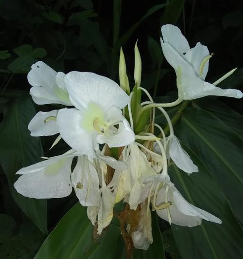 姜花的花语是什么？它代表了怎样的情感？