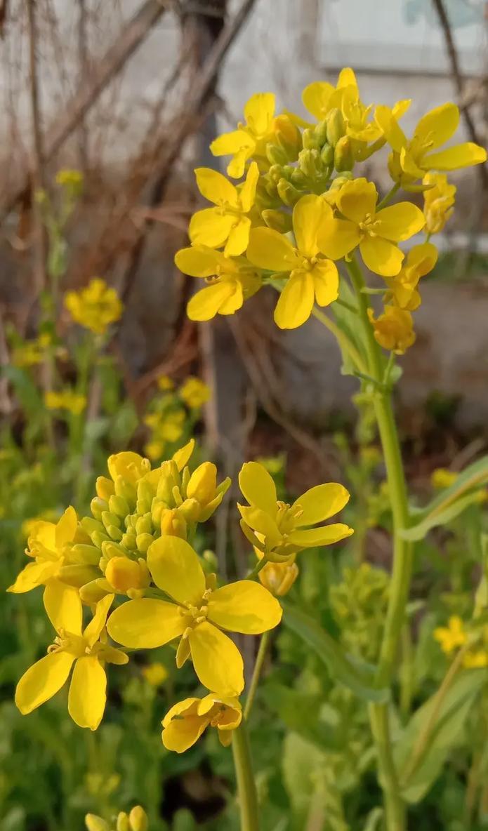 油菜花的花语是什么？