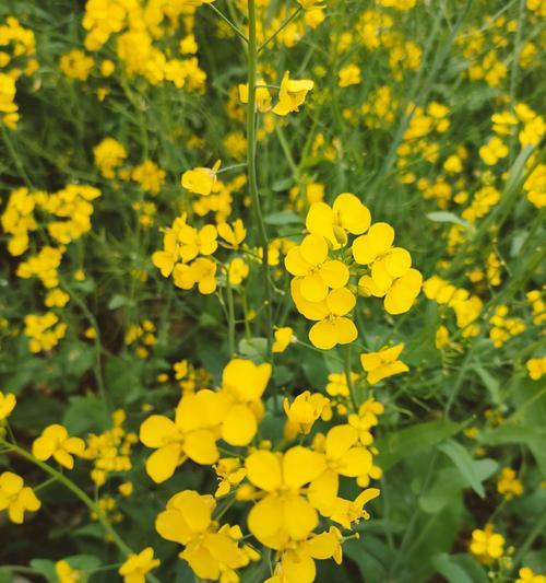 油菜花的花语是什么？